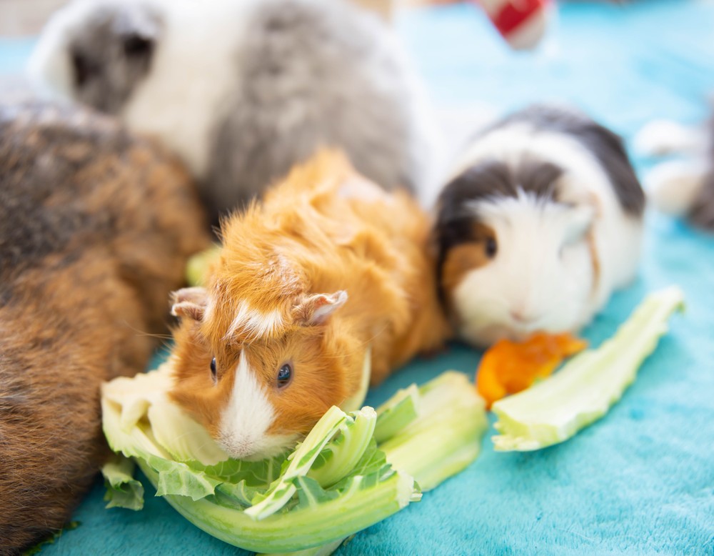 Meerschweinchen knabbern an einem Salatblatt